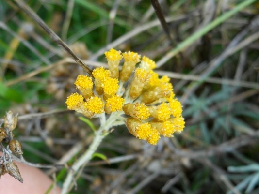 Helicrhysum italicum subsp. italicum / Perpetuini d''Italia